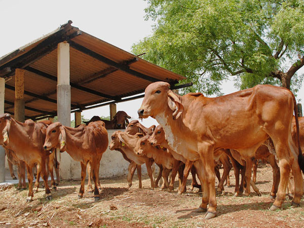 Ethically Sourced A2 Milk – Fresh & Pure!