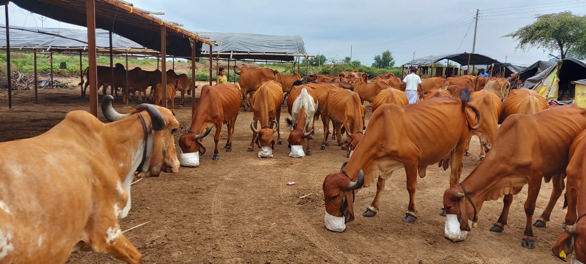 Bringing You Freshness Straight from Our Farm!